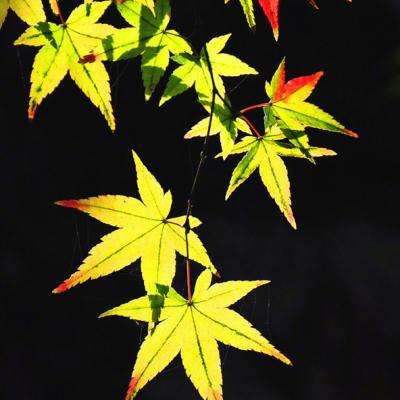 代号23tap版本下载